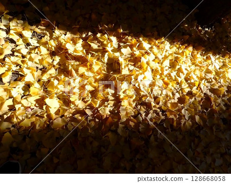 變紅的銀杏落葉 128668058