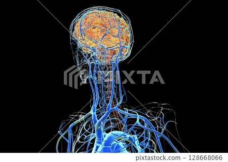 Brain veins, 3D illustration 128668066