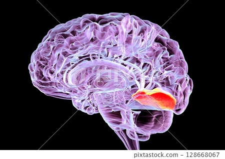 Human brain with highlighted lingual gyrus, 3D illustration Human brain with highlighted lingual gyrus, 3D illustration 128668067