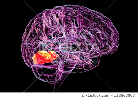 Human brain with highlighted lingual gyrus, 3D illustration Human brain with highlighted lingual gyrus, 3D illustration 128668068