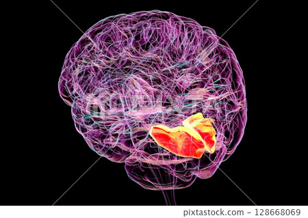 Human brain with highlighted lingual gyrus, 3D illustration Human brain with highlighted lingual gyrus, 3D illustration 128668069