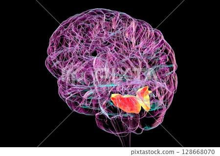 Human brain with highlighted lingual gyrus, 3D illustration Human brain with highlighted lingual gyrus, 3D illustration 128668070