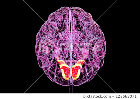 Human brain with highlighted lingual gyrus, 3D illustration Human brain with highlighted lingual gyrus, 3D illustration 128668071
