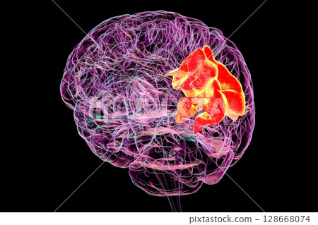 Human brain with highlighted precuneus gyrus, 3D illustration 128668074