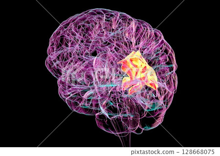 Human brain with highlighted precuneus gyrus, 3D illustration 128668075