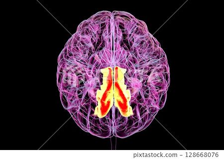 Human brain with highlighted precuneus gyrus, 3D illustration 128668076