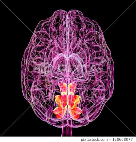 Human brain with highlighted precuneus gyrus, 3D illustration 128668077