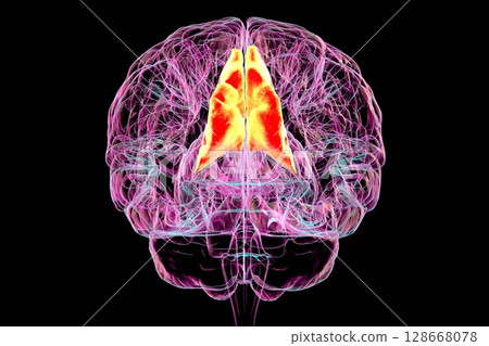 Human brain with highlighted precuneus gyrus, 3D illustration 128668078