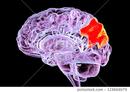 Human brain with highlighted precuneus gyrus, 3D illustration 128668079