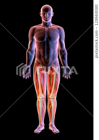 A male human body with highlighted leg bones, 3D illustration 128668080