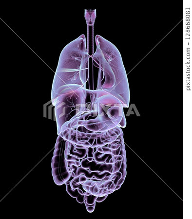 Human respiratory and digestive system anatomy, 3D illustration 128668081