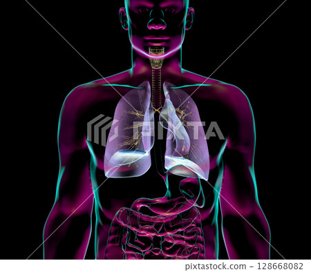 Human respiratory system anatomy, 3D illustration 128668082