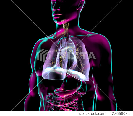 Human respiratory system anatomy, 3D illustration 128668083