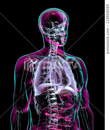 Human respiratory system anatomy, 3D illustration 128668084