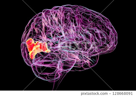 Cuneus gyrus highlighted in human brain, 3D illustration Cuneus gyrus highlighted in human brain, 3D illustration 128668091