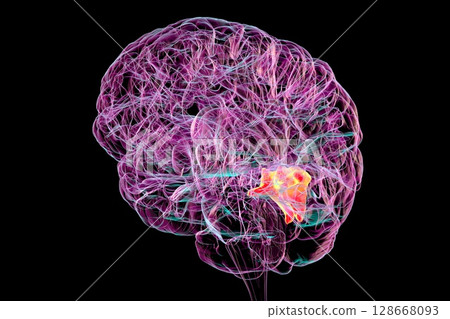 Cuneus gyrus highlighted in human brain, 3D illustration Cuneus gyrus highlighted in human brain, 3D illustration 128668093