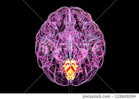 Cuneus gyrus highlighted in human brain, 3D illustration 128668094