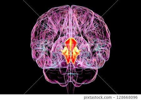 Cuneus gyrus highlighted in human brain, 3D illustration Cuneus gyrus highlighted in human brain, 3D illustration 128668096