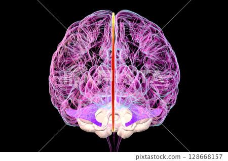 Human brain with highlighted falx cerebri and tentorium cerebelli, 3D illustration Human brain with highlighted falx cerebri and tentorium cerebelli, 3D illustration 128668157