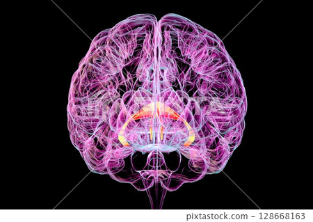 Brain fornix (orange) and commissure of fornix (blue), 3D illustration. The brain fornix is involved in memory function, associated with Alzheimer's disease and amnesia. 128668163
