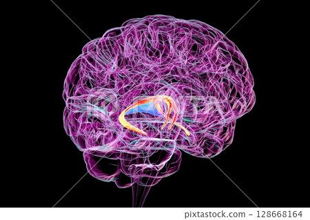 Brain fornix (orange) and commissure of fornix (blue), 3D illustration. The brain fornix is involved in memory function, associated with Alzheimer's disease and amnesia. 128668164