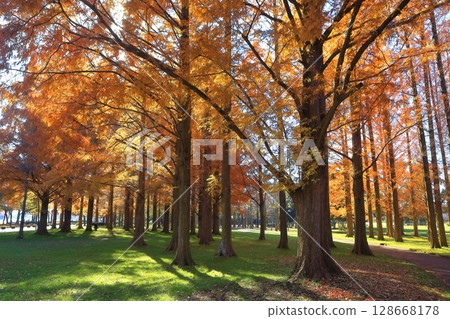 [Tokyo] Autumn leaves of metasequoia trees at Mizumoto Park (Misato Park) 128668178