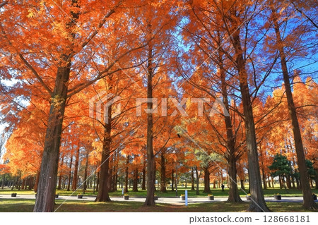 [東京]水元公園（美里公園）的水杉紅葉 128668181