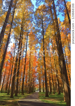 [Tokyo] Autumn leaves of metasequoia trees at Mizumoto Park (Misato Park) 128668188