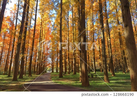 [Tokyo] Autumn leaves of metasequoia trees at Mizumoto Park (Misato Park) 128668190