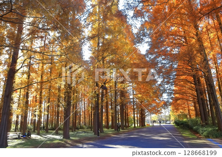 [東京]水元公園（美里公園）的水杉紅葉 128668199