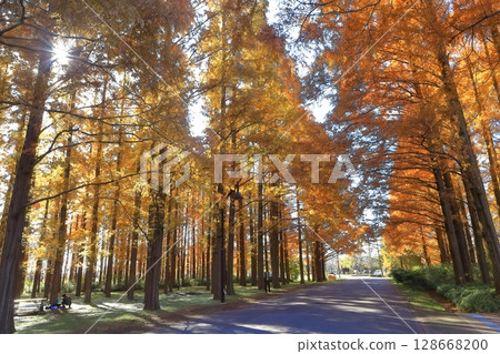 [東京]水元公園（美里公園）的水杉紅葉 128668200