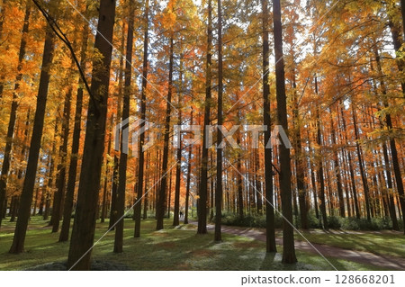 [Tokyo] Autumn leaves of metasequoia trees at Mizumoto Park (Misato Park) 128668201