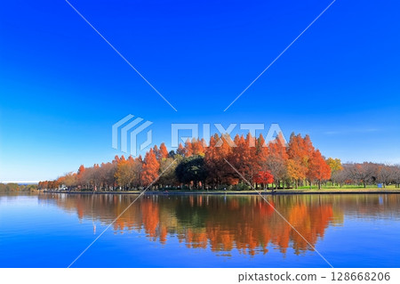 [東京] 美里公園的對稱秋葉 128668206