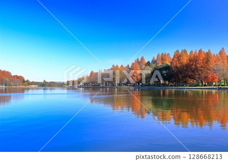 [東京] 美里公園的對稱秋葉 128668213