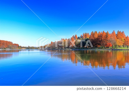[Tokyo] Symmetrical autumn leaves at Misato Park 128668214