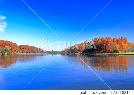 [東京] 美里公園的對稱秋葉 128668215