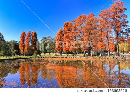 [東京] 水本公園的紅葉 128668216