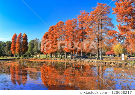 [Tokyo] Autumn leaves in Mizumoto Park 128668217
