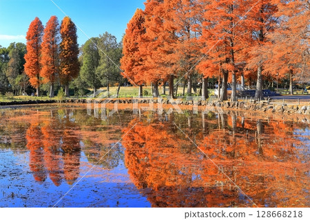 [東京] 水本公園的紅葉 128668218