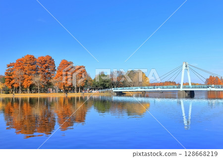 [Tokyo] Mizumoto Bridge and autumn leaves on a clear day (Mizumoto Park) 128668219