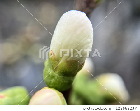 梅花特寫預示著春天的到來 128668237