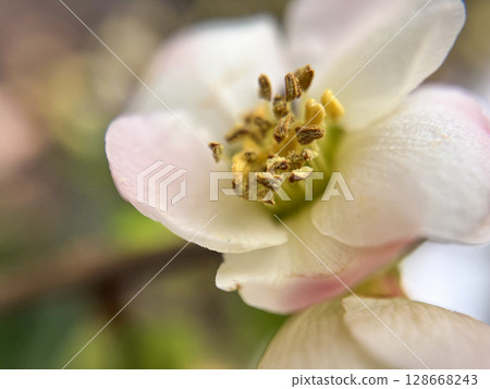 梅花特寫預示著春天的到來 梅花特寫預示著春天的到來 128668243