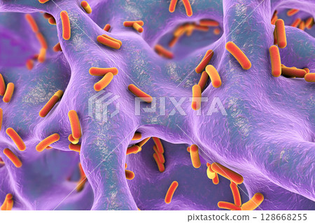 Rod-shaped bacteria inside bone tissue 128668255