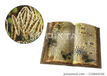 Mold in old books, conceptual illustration Mold in old books, conceptual illustration 128668286