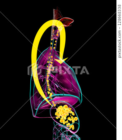 Aspiration pneumonia, 3D illustration 128668338