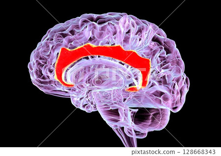 Human brain with highlighted cingulate gyrus, 3D illustration Human brain with highlighted cingulate gyrus, 3D illustration 128668343