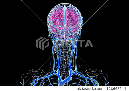 Brain veins, 3D illustration Brain veins, 3D illustration 128668344