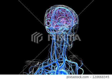 Brain veins, 3D illustration 128668345