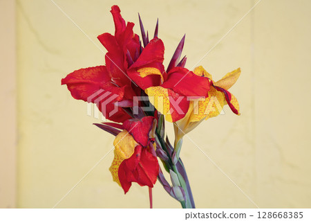 Red Orange Tiger Lily Close-Up Macro Botanical Fine Art Photography Red Orange Tiger Lily Close-Up Macro Botanical Fine Art Photography 128668385