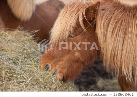 beautiful Icelandic horses with long manes are grazing and eating hay beautiful Icelandic horses with long manes are grazing and eating hay 128668461